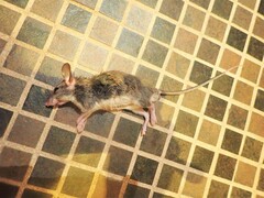 Ototylomys phyllotis