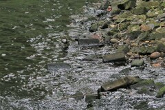 Cinclus cinclus gularis