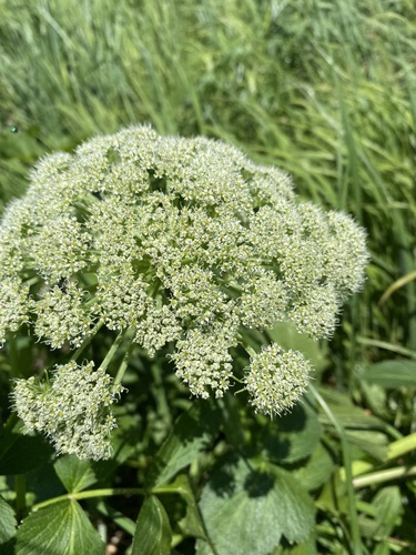 Coelopleurum gmelinii iNat (2)