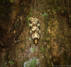 Barea euprepes