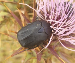 Protaetia opaca