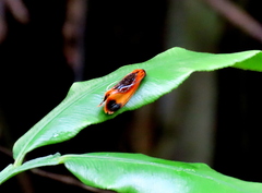 Coryptilum klugii