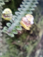 Dichaea neglecta