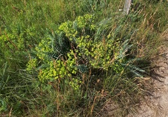 Euphorbia seguieriana