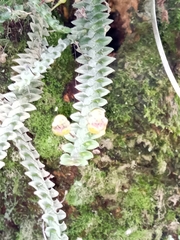Dichaea neglecta