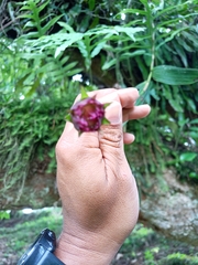 Elleanthus capitatus