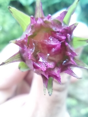 Elleanthus capitatus