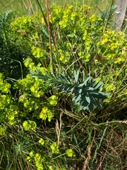 Euphorbia seguieriana