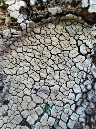 taxonomy_inaturalist image for Fragment