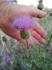 Cirsium engelmannii