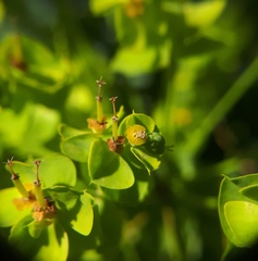 Euphorbia seguieriana