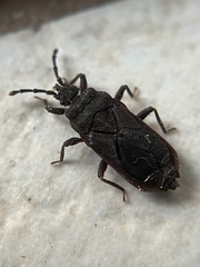 Brachyrhynchus membranaceus