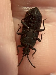 Brachyrhynchus membranaceus