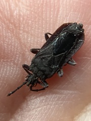Brachyrhynchus membranaceus