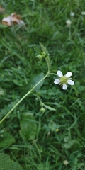 Geum canadense