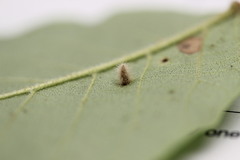 Caryomyia albipilosa