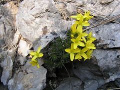 Draba cuspidata