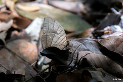 Amathuxidia amythaon