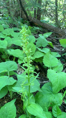 Dactylorhiza viridis