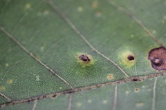 Caryomyia albipilosa