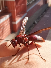 Polistes gigas