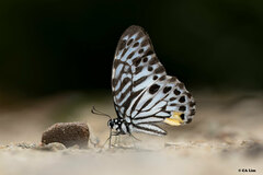 Graphium delessertii