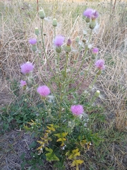 Cirsium engelmannii