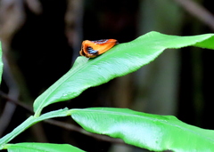 Coryptilum klugii