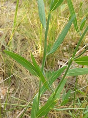 Chondrilla latifolia