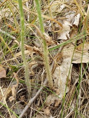 Chondrilla latifolia