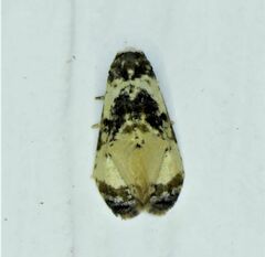 Phalonidia memoranda