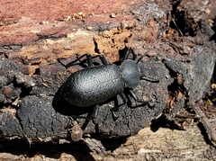 Iphthiminus serratus