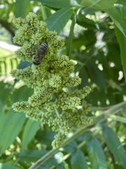 Rhus typhina