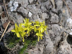 Draba cuspidata