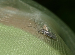 Psococerastis gibbosa