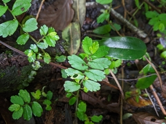 Elatostema obtusum trilobulatum