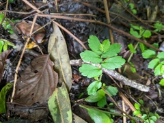 Elatostema obtusum trilobulatum