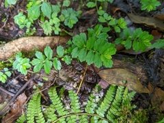 Elatostema obtusum trilobulatum