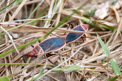 Probergrothius varicornis