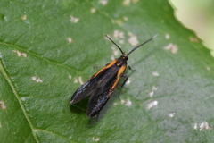 Mathildana newmanella