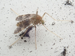 Psectrotanypus varius