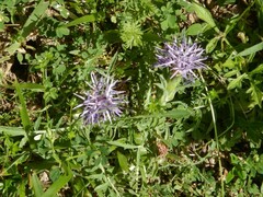 Carthamus mitissimus