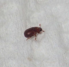 Pentaphyllus chrysomeloides