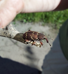 Hylobius transversovittatus