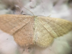 Scopula inductata