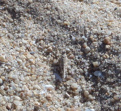 Sphingonotus imitans