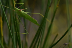 Acrometopa macropoda