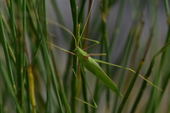 Acrometopa macropoda