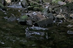 Cinclus cinclus gularis