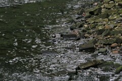 Cinclus cinclus gularis